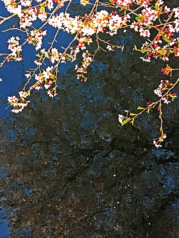 大分川に注ぐ水路に映る満開の桜。