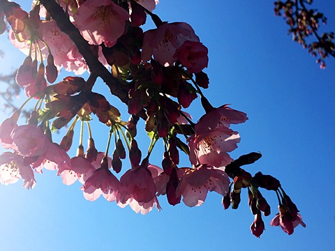 寒緋桜が5部咲き