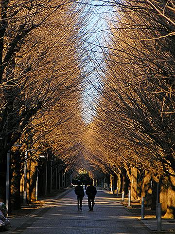 東大駒場キャンパスの銀杏並木。