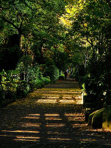 日比谷公園脇の歩道。東京都心とは思えない風景。今回のベストショット。