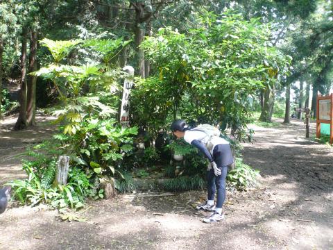 狸がお花に見えちゃいます！