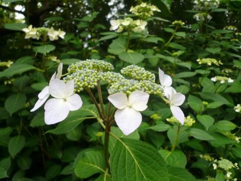 お花はこんなにきれいなのに。