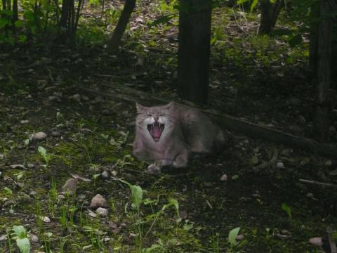 沿道のにゃんこも呆れて大あくび。