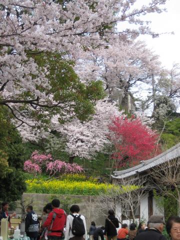 呑川沿いのお寺