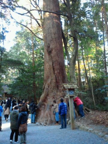 立派な神宮杉｡ 人が触る部分は樹皮が剥がれて(?)ツルツルになっていた｡