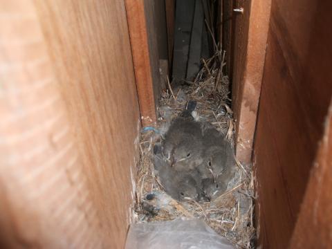 見つけましたよ！　妙に小鳥が出入りしてると思ったら、パレットの隙間に既に成長した雛が４羽寝ていました。