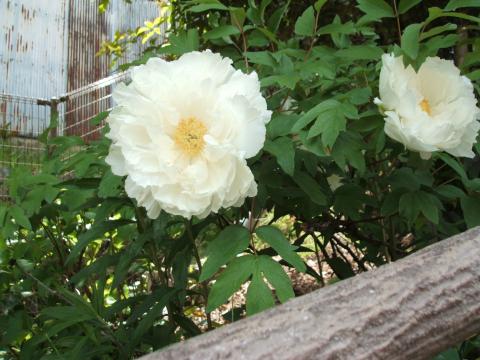 Bike練習途中で休憩した道の駅に咲いていた大きな牡丹の花。