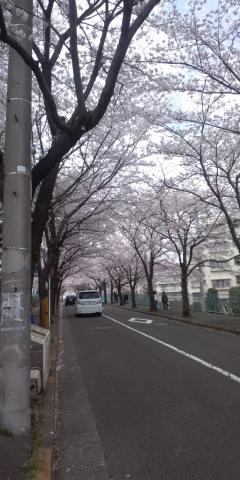 よみうりランド裏の団地も桜のトンネル