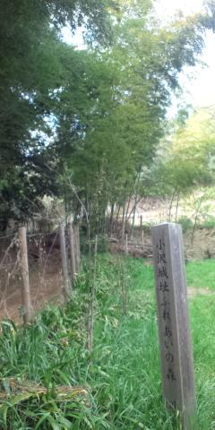 小沢城址へ向かう山道