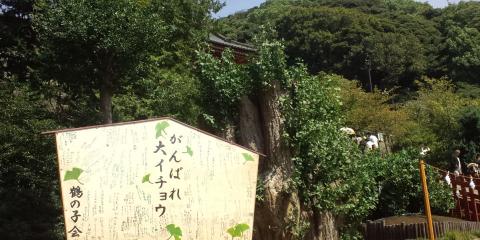 今年倒れた千年大銀杏
しっかりと芽吹いています。
頑張れ、大イチョウ！
頑張れ、travel-dbのみんな！