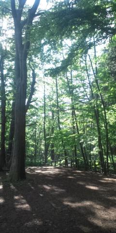 円山公園にはこんな場所も
この右手から円山に上るトレイルコースも出ていた