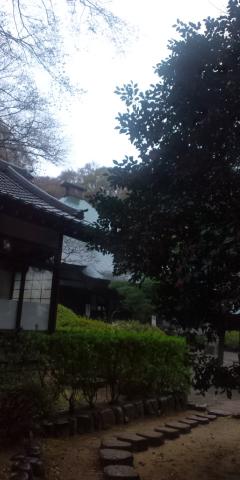 つつじの木(花が写っておらず残念)の向こうに等覚院というお寺が