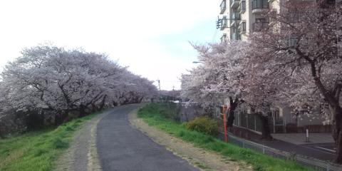 この桜並木の向こうに
