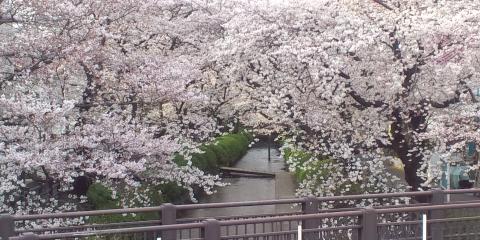 二ヶ領用水の桜トンネル
江戸初期に開かれた農業用水