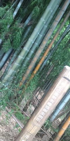 生田の森もそうだがこの辺りは竹林が多い