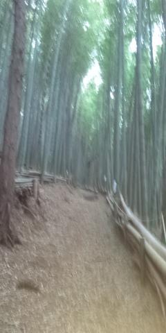 竹林を進むと・・・