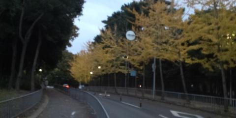 秋の風景その３
服部緑地の外周道路