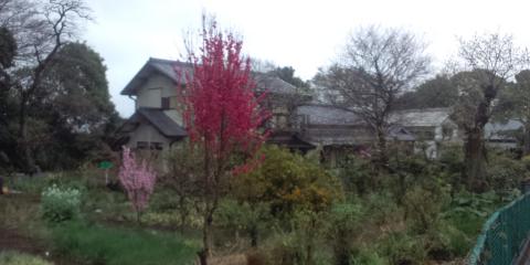 家庭菜園にも春の色