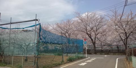 稲城市に下りると名産「多摩川梨」白い花が咲いていました