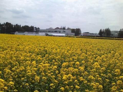 なんとか農業研究所に咲く菜の花畑。桜のピンクのすぐ隣はイエロー一色。びっくりするほどイエローです。