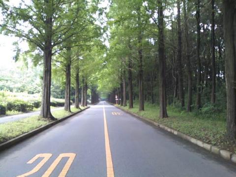 スタート直後は大学構内のこんな道を５ｋｍぐらい走ります。若干混みますが、とっても気持ちいですよ。ときどき、段差があるのでコケないように注意してください。
