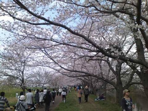 関東三大堰の一つに数えられる小貝川の福岡堰。ここも大渋滞。たくさんの人でにぎわってました。中にはおいしそうにビールをのんでる人達がいて、コナンさんかと思いました。私はここでコンビニのおにぎりを食べてで栄養補給！