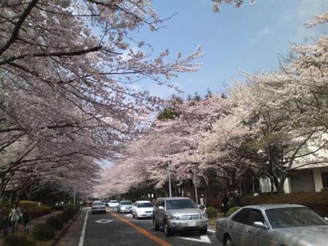 農林団地の桜。２km程の大通りの両側にソメイヨシノがきれいな花を咲かせてました。両側から桜がせまっていてピンクのトンネルになってる場所も。道路は人と車で大渋滞です。あれ？なぜかこの写真はすいてますねぇ。