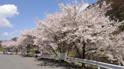 菅平はまだまだ桜満開！！！