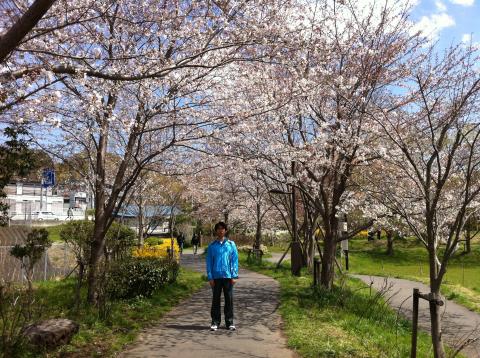 いたち川沿いの桜はまだ七分咲きというところ。