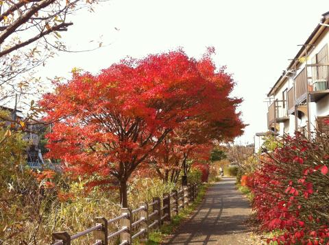 ウチの奥さんは今日は京都に旅行に行ってますが、京都に行かずとも見事な紅葉が見れますよ。