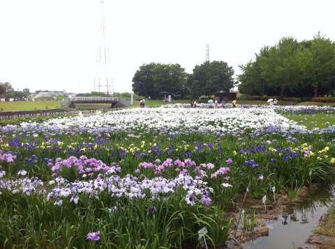 庄内緑地公園21km