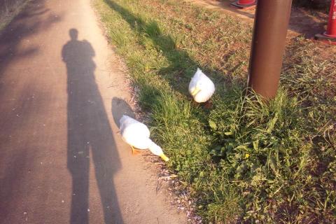 夕日に染まるアヒルの兄弟