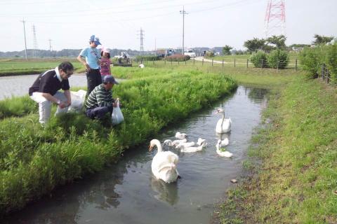 突然登場した白鳥の家族。子供が８羽もいた。