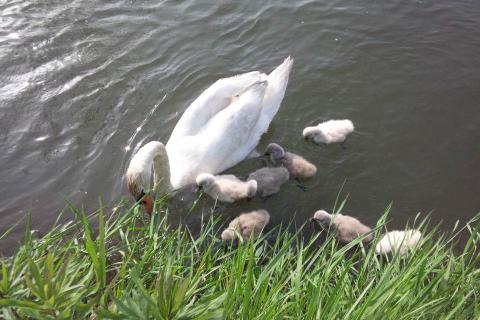 白鳥の親子。久しぶりにみる。今そうゆう季節なんだ。