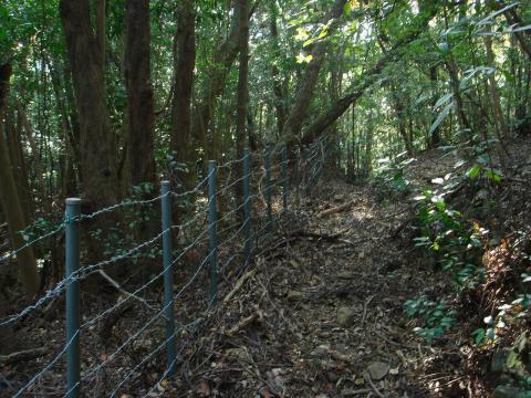 外宮の森の南側。鉄条網の左側が神宮領だ。
逆にこれに沿って行けば行けるだろうと思っていた。