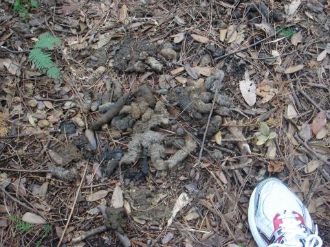 大量のうんこ発見！　たぶん狸のだろう。　狸は一度に大量にするのではなく、「狸の貯め糞」と言って毎回同じところでするのだそうだ。綺麗好きでそうしているのではなく、敵や同類になわばりを主張するために、「こんなにたくさんうんこをするくらい大きな体なんだ！」と言いたいらしい。(^_^) 昔、日本軍はこれと同じことをやったらしい。(^_^;)