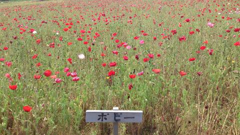 帰り道の途中に花畑が！