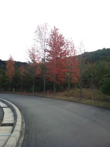 そろそろ紅葉が始まってきた。