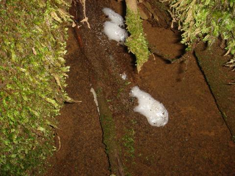 途中で切株の中で発見！
その時はモリアオガエル？と思ったけど、水が近くにはないから違うだろうと思っていた。帰ってからググってみたらやはりモリアオガエルの卵とは形も違っていた。たぶん、アワフキムシの卵だろう。