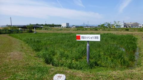 ハナショウブが満開のハズが・・・・・