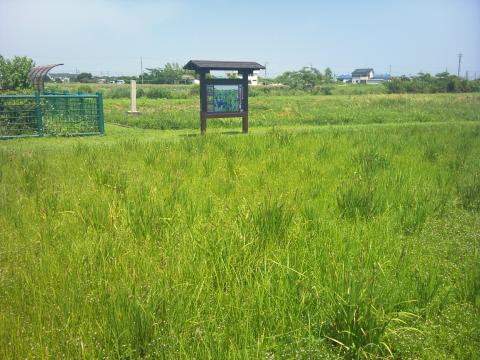 斎宮のハナショウブ群生地（国指定　天然記念物）
5月下旬から6月上旬の開花らしい。少し遅れたので枯れた花しか残っていない。（^_^;）