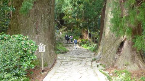 樹齢800年の夫婦杉