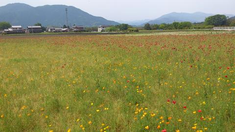 黄色い花（ハナビシソウ）と赤い花（ポピー）がくっきり分かれている。