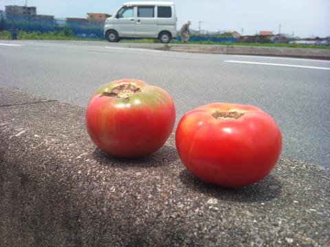 トマトとおばちゃん（軽の後ろ）
無農薬だからそのままかじれるよと言っていた。