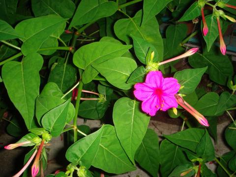 去年もこの場所にあったのだが、なぜか花を近づけても匂わなかった？ため、気が付かなかった。今日はばっちり匂った。（^_^） さらにググってみると夏の初めから秋まで花が咲くとのことで、WAKAさんから指摘された（春と）秋に匂ったのにも合致する。
　でも、オシロイバナということでハーブとは言わないのか。(^_^;)