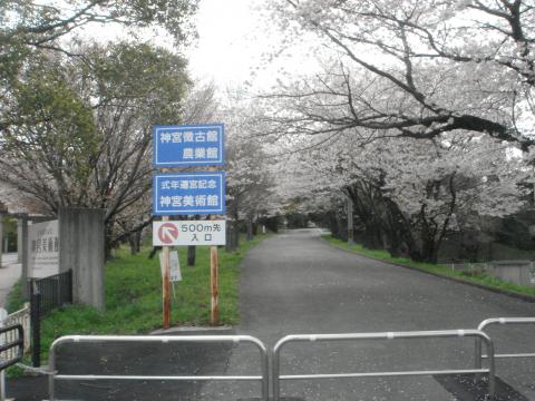 徴古館裏口？の桜。当時はこちらから入っていたので、私にとっては正門なんだけど。(^_^)