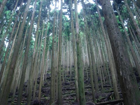 鬱蒼とした杉の密林(^_^;)
めっちゃ蒸し暑かった。