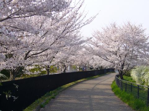 自転車道の桜　(＠⌒ο⌒＠)