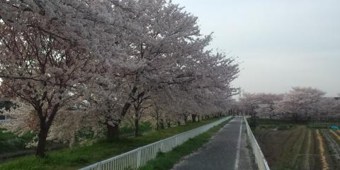 マイコースの自転車道です。つい最近満開になった桜も、昨日の雨でもう散ってます｡･ﾟﾟ･(>_<;)･ﾟﾟ･｡