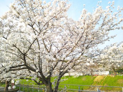満開の桜です(⌒-⌒)